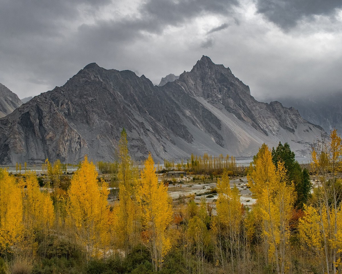 Golden autumn poplars spreading across the Passu valley floor in Hunza