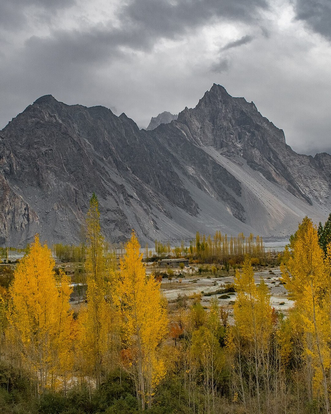 Golden autumn poplars in the Passu valley beneath towering granite peaks in Hunza