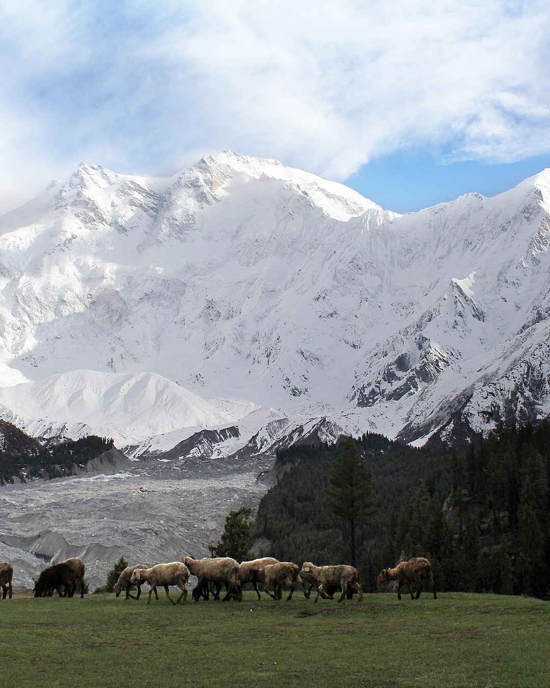 Sheep grazing in the pasture at Fairy Meadows below the snow-covered face of Nanga Parbat